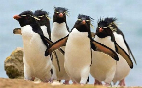 group of penguins