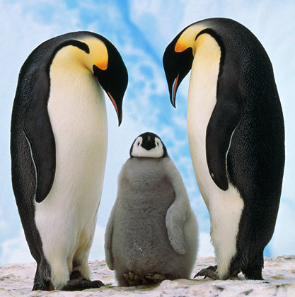 family of penguins