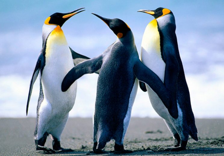 Three penguins standing on the beach.