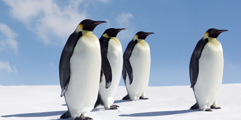family of penguins