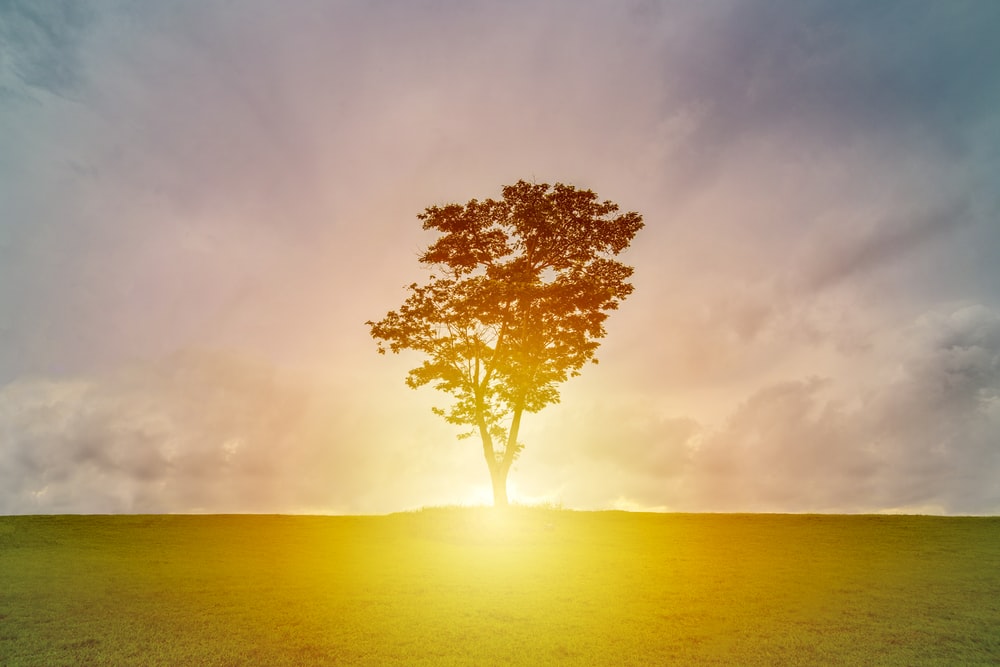 tree and sunrise